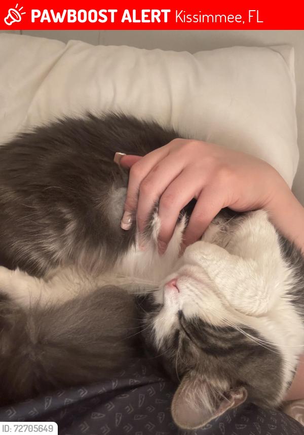 Lost Female Cat last seen Motel 6, Kissimmee Florida , Kissimmee, FL 34744