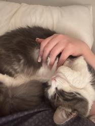 Lost Female Cat last seen Motel 6, Kissimmee Florida , Kissimmee, FL 34744