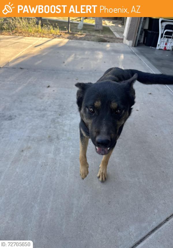 Found/Stray Female Dog last seen 16th st and Thomas Rd , Phoenix, AZ 85014