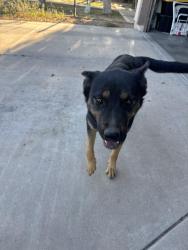 Found/Stray Female Dog last seen 16th st and Thomas Rd , Phoenix, AZ 85014