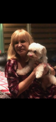 Lost Male Dog last seen Madison st 13th Ave , Hollywood, FL 33019