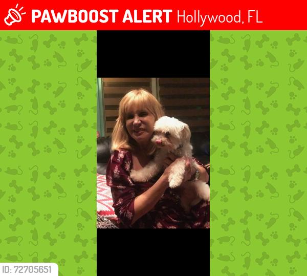 Lost Male Dog last seen Madison st 13th Ave , Hollywood, FL 33019
