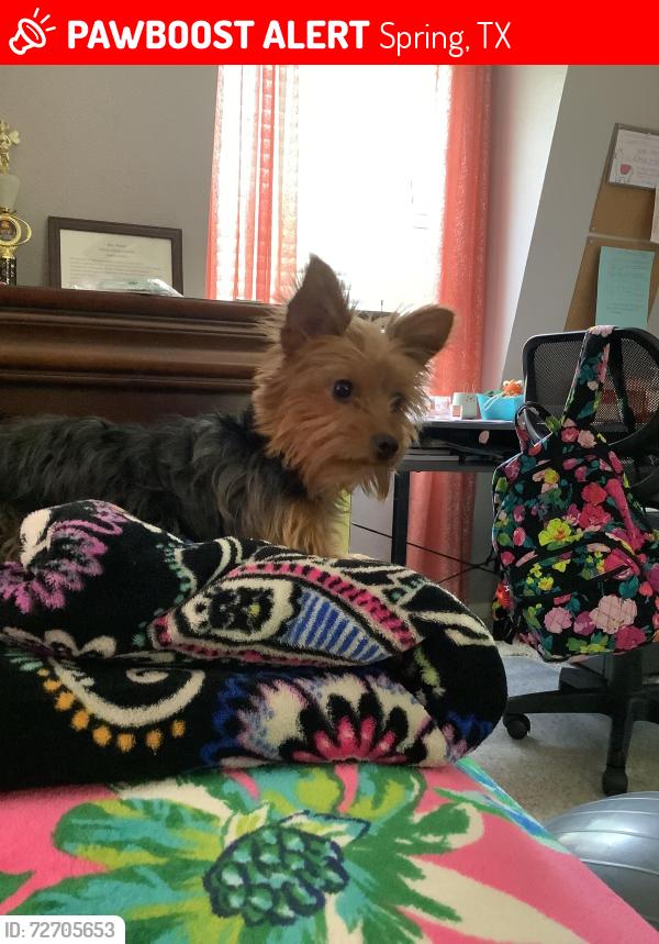 Lost Female Dog last seen TC Jester Blvd and Terranova West, Spring, TX 77379