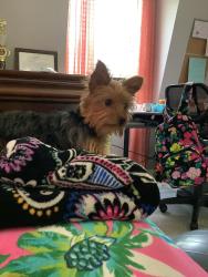 Lost Female Dog last seen TC Jester Blvd and Terranova West, Spring, TX 77379