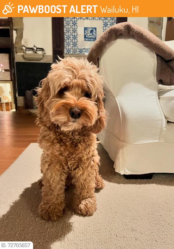 Found/Stray Male Dog last seen Alu Rd, Wailuku, HI, Wailuku, HI 96793