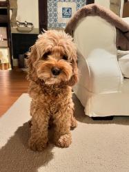 Found/Stray Male Dog last seen Alu Rd, Wailuku, HI, Wailuku, HI 96793