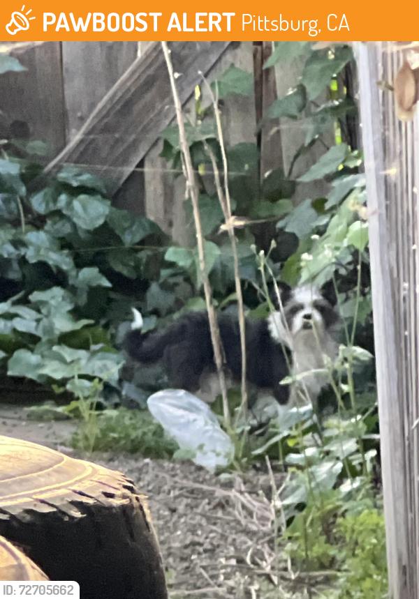 Found/Stray Unknown Dog last seen crestview, Pittsburg, CA 94565