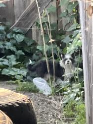 Found/Stray Unknown Dog last seen crestview, Pittsburg, CA 94565