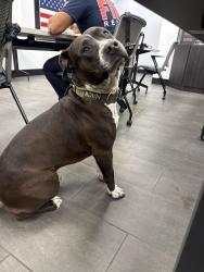 Found/Stray Male Dog last seen 208th ave , Pembroke Pines, FL 33029