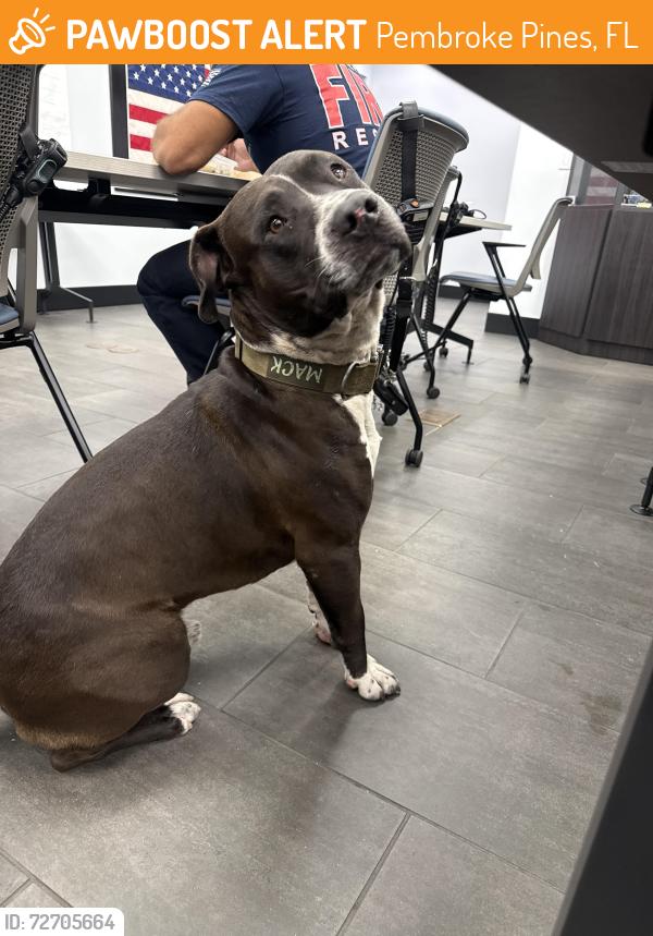 Found/Stray Male Dog last seen 208th ave , Pembroke Pines, FL 33029