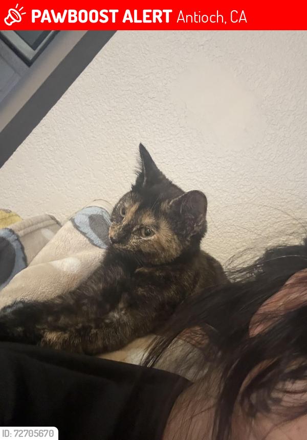 Lost Female Cat last seen Auto center drive , Antioch, CA 94509