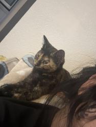 Lost Female Cat last seen Auto center drive , Antioch, CA 94509