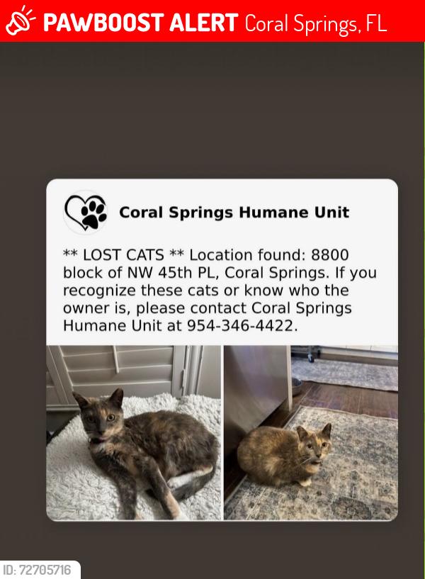 Lost Female Cat last seen Wiles Road, Coral Springs, FL 33065