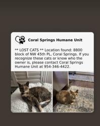 Lost Female Cat last seen Wiles Road, Coral Springs, FL 33065