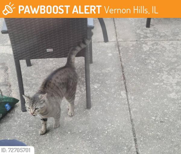 Found/Stray Unknown Cat last seen Cherry valley road , Vernon Hills, IL 60061