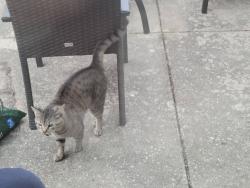 Found/Stray Unknown Cat last seen Cherry valley road , Vernon Hills, IL 60061