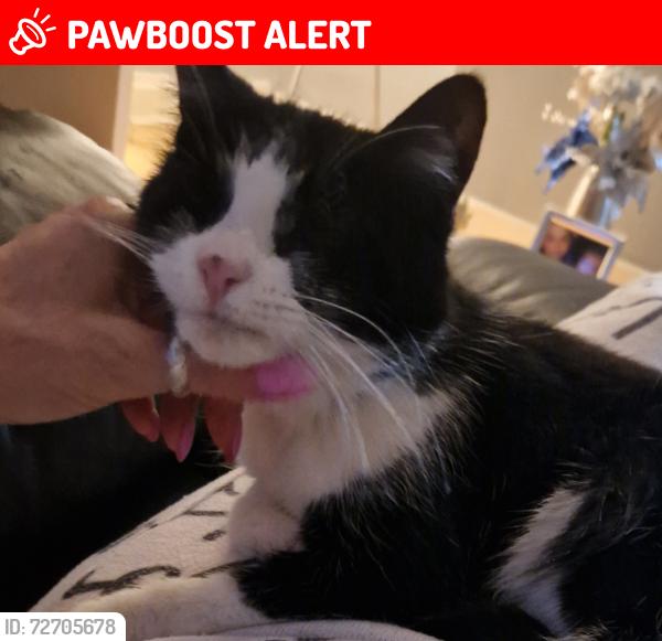 Lost Female Cat last seen Westcliff on sea, Southend-on-Sea, England SS0 7ND