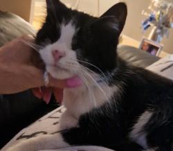 Lost Female Cat last seen Westcliff on sea , Southend-on-Sea, England SS0 7ND
