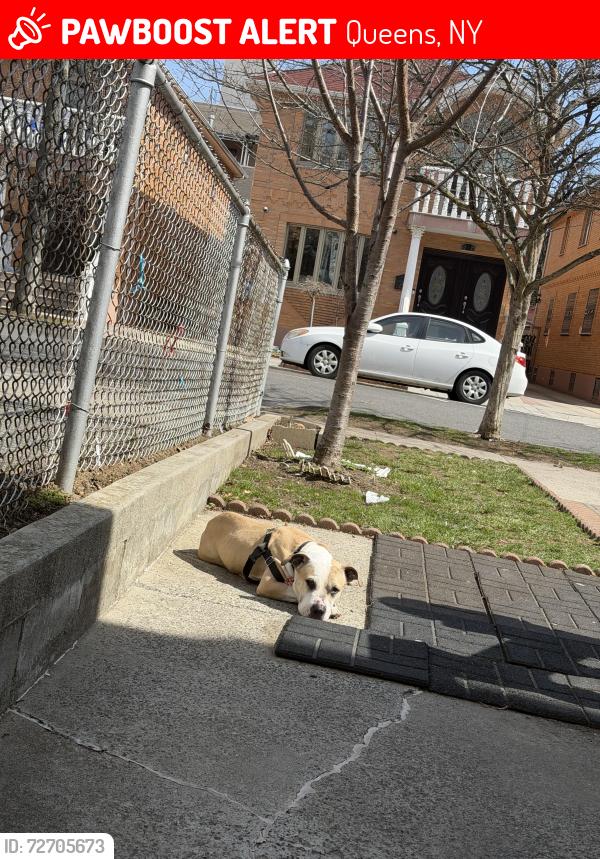 Lost Female Dog last seen Sanford Av , Queens, NY 11358