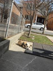 Lost Female Dog last seen Sanford Av , Queens, NY 11358