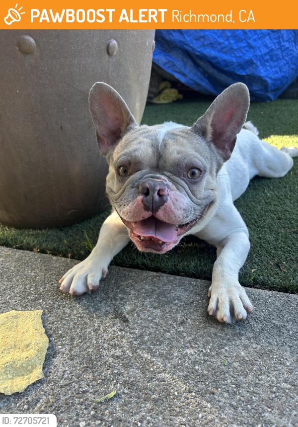 Found/Stray Male Dog last seen Ohio st , Richmond, CA 94804