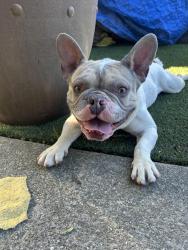 Found/Stray Male Dog last seen Ohio st , Richmond, CA 94804
