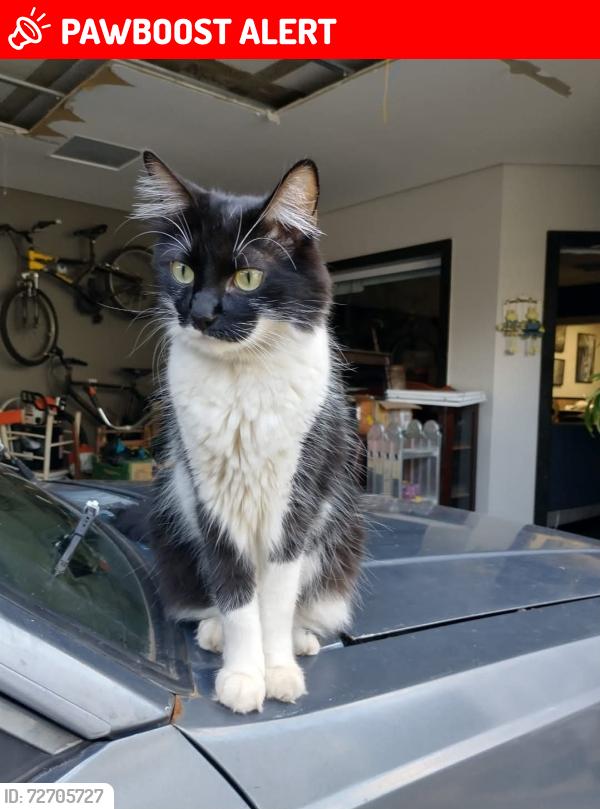 Lost Male Cat last seen Rua Rafael aloisi 247, Jardim Monumento, SP 13405-205