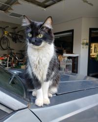 Lost Male Cat last seen Rua Rafael aloisi 247, Jardim Monumento, SP 13405-205