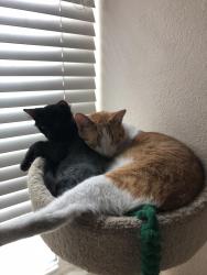 Lost Male Cat last seen Bonnie sofa / Dawson, Paradise, NV 89119