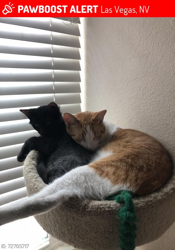 Lost Male Cat last seen Bonnie sofa / Dawson, Paradise, NV 89119
