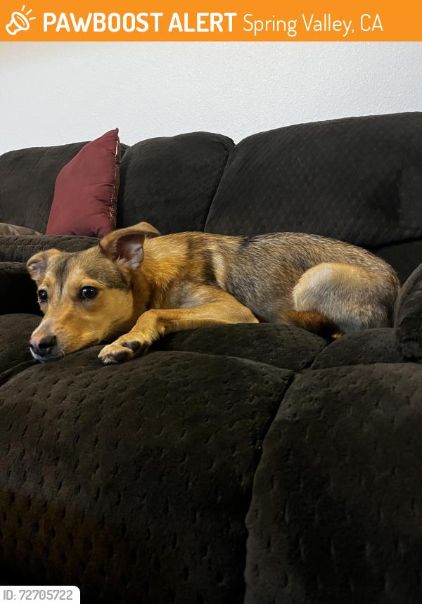Found/Stray Male Dog last seen Sweetwater sports complex baseball fields, Spring Valley, CA 91978