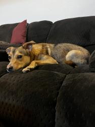 Found/Stray Male Dog last seen Sweetwater sports complex baseball fields, Spring Valley, CA 91978