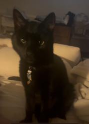 Lost Male Cat last seen Sycamore Park, Decatur, GA 30030