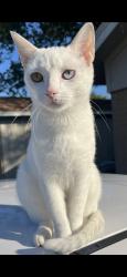 Found/Stray Female Cat last seen Bruton and prarie creek rd, Dallas, TX 75227