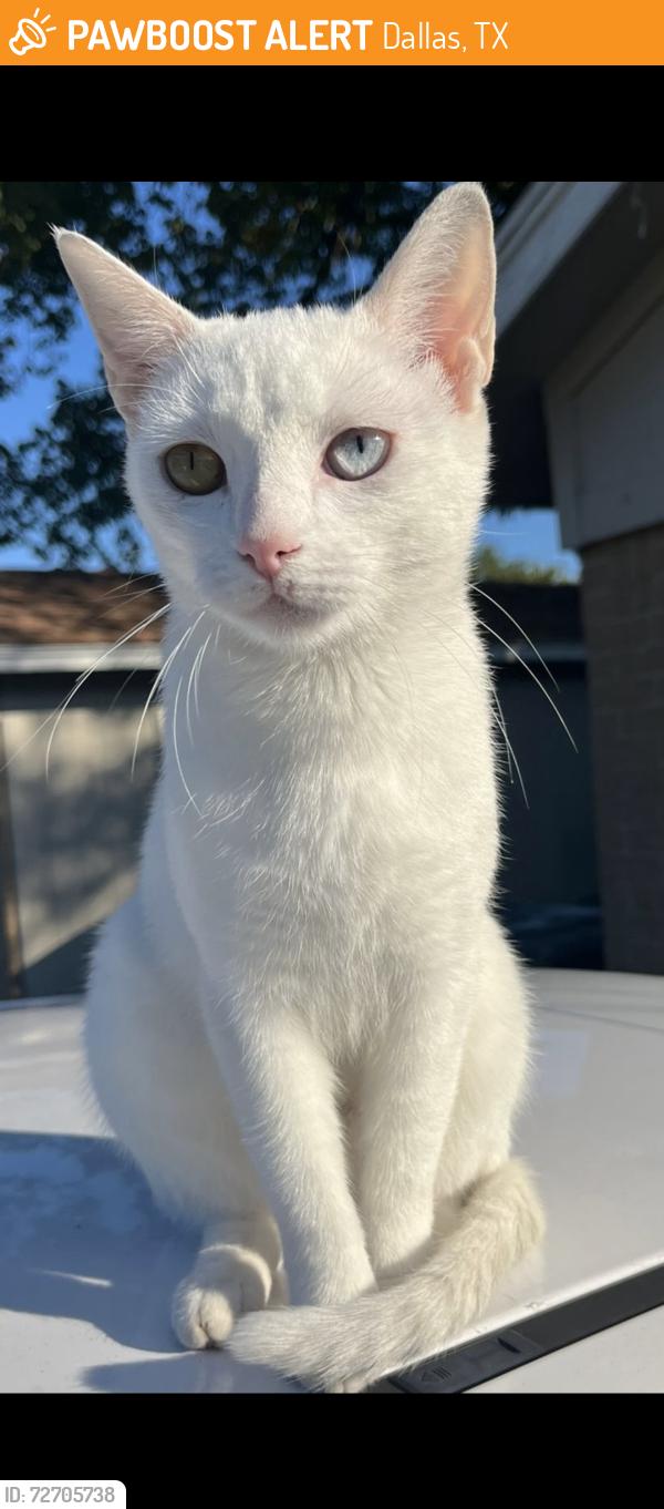 Found/Stray Female Cat last seen Bruton and prarie creek rd, Dallas, TX 75227