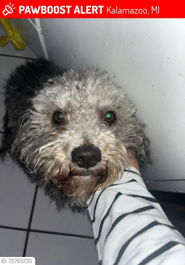 Lost Male Dog last seen Portage road , Kalamazoo, MI 49001