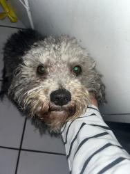 Lost Male Dog last seen Portage road , Kalamazoo, MI 49001