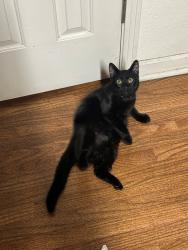 Lost Male Cat last seen Last seen at the Rose Garden Municipal Park on the entrance on Dana Ave, San Jose, CA 95126