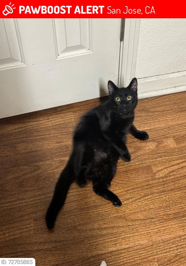 Lost Male Cat last seen Last seen at the Rose Garden Municipal Park on the entrance on Dana Ave, San Jose, CA 95126