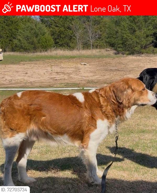 Lost Male Dog last seen Near and 2649, Lone Oak, TX 75453