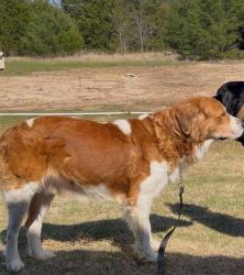 Lost Male Dog last seen Near and 2649, Lone Oak, TX 75453