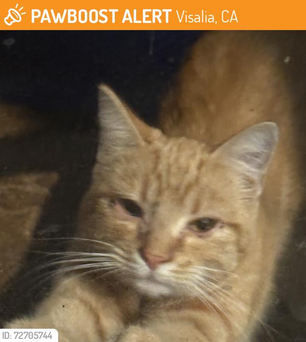 Found/Stray Unknown Cat last seen Royal Oaks Elementary, Visalia, CA 93277