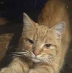 Found/Stray Unknown Cat last seen Royal Oaks Elementary, Visalia, CA 93277