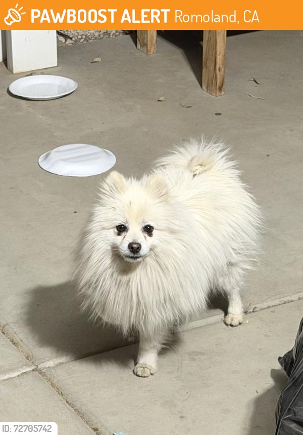 Found/Stray Male Dog last seen Drop zone waterpark , Romoland, CA 92585