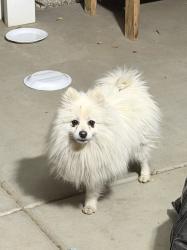 Found/Stray Male Dog last seen Drop zone waterpark , Romoland, CA 92585