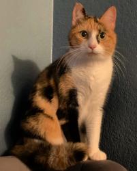 Lost Female Cat last seen Leland Blvd, Irving, TX 75062