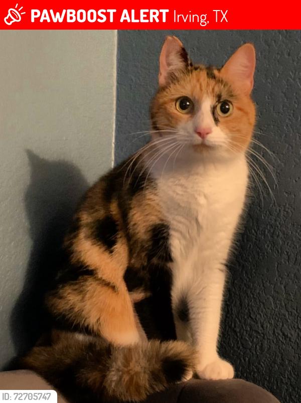 Lost Female Cat last seen Leland Blvd, Irving, TX 75062