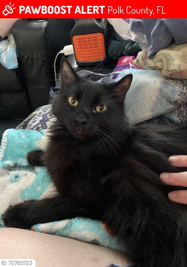 Lost Female Cat last seen Lookout Ridge Rd in Haines City , Polk County, FL 33850
