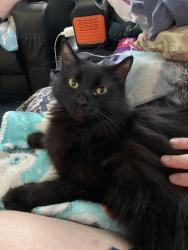 Lost Female Cat last seen Lookout Ridge Rd in Haines City , Polk County, FL 33850