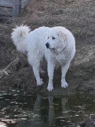 Lost Female Dog last seen Martin Road, Blezard Valley, ON P0M 1E0